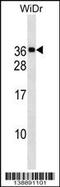 Mediator Complex Subunit 30 antibody, 60-343, ProSci, Western Blot image 