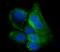 Glycogen Synthase 1 antibody, A03512-3, Boster Biological Technology, Immunofluorescence image 