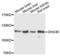 DEAH-Box Helicase 36 antibody, LS-C333910, Lifespan Biosciences, Western Blot image 