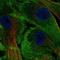 Lymphocyte-specific protein 1 antibody, HPA071843, Atlas Antibodies, Immunofluorescence image 