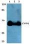 C-X-C Motif Chemokine Receptor 1 antibody, A01518, Boster Biological Technology, Western Blot image 