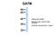 Glycine Amidinotransferase antibody, NBP1-54764, Novus Biologicals, Western Blot image 