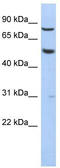 G-protein coupled receptor 56 antibody, TA344257, Origene, Western Blot image 