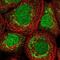 Zinc Finger Matrin-Type 2 antibody, NBP1-82026, Novus Biologicals, Immunofluorescence image 