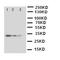 Suppressor Of Cytokine Signaling 3 antibody, orb76221, Biorbyt, Western Blot image 