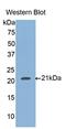 Hemojuvelin BMP Co-Receptor antibody, MBS2001619, MyBioSource, Western Blot image 