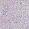 Solute Carrier Family 35 Member E4 antibody, NBP2-13330, Novus Biologicals, Immunohistochemistry paraffin image 