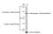 Protein Tyrosine Kinase 2 antibody, GTX100764, GeneTex, Western Blot image 