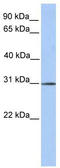 Surfeit 4 antibody, TA342052, Origene, Western Blot image 
