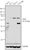 PDZ And LIM Domain 5 antibody, 38-8800, Invitrogen Antibodies, Western Blot image 