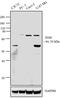 PDZ And LIM Domain 5 antibody, 38-8800, Invitrogen Antibodies, Western Blot image 