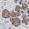 Anterior Gradient 2, Protein Disulphide Isomerase Family Member antibody, AF6068, R&D Systems, Immunohistochemistry paraffin image 