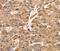 SDC3 antibody, MBS2520064, MyBioSource, Immunohistochemistry paraffin image 