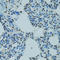 Aryl Hydrocarbon Receptor antibody, LS-C331474, Lifespan Biosciences, Immunohistochemistry frozen image 