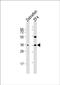 Clavesin 2 antibody, PA5-49500, Invitrogen Antibodies, Western Blot image 