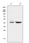 C-X-C chemokine receptor type 2 antibody, A00455-2, Boster Biological Technology, Western Blot image 