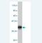 Heat Shock Factor Binding Protein 1 antibody, H00003281-M02, Novus Biologicals, Western Blot image 