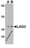 Lymphocyte Activating 3 antibody, 8657, ProSci, Western Blot image 
