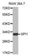 Spi-1 Proto-Oncogene antibody, abx000570, Abbexa, Western Blot image 