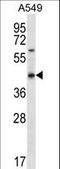 Olfactory Receptor Family 51 Subfamily S Member 1 antibody, LS-C163215, Lifespan Biosciences, Western Blot image 