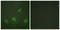 CAMP Responsive Element Binding Protein 1 antibody, LS-C198839, Lifespan Biosciences, Immunofluorescence image 