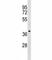 NDRG Family Member 4 antibody, F45320-0.4ML, NSJ Bioreagents, Western Blot image 