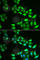 Kynurenine Aminotransferase 1 antibody, A6542, ABclonal Technology, Immunofluorescence image 