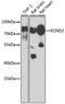 Potassium Voltage-Gated Channel Subfamily D Member 2 antibody, GTX54373, GeneTex, Western Blot image 