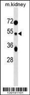 Tuftelin 1 antibody, 60-351, ProSci, Western Blot image 