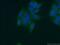 Angiopoietin 1 antibody, 23302-1-AP, Proteintech Group, Immunofluorescence image 