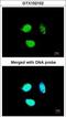 Transcription Factor 25 antibody, GTX102102, GeneTex, Immunofluorescence image 