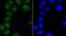 Poly(A) Binding Protein Nuclear 1 antibody, NBP2-67015, Novus Biologicals, Immunocytochemistry image 