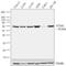 Signal Transducing Adaptor Molecule antibody, 710512, Invitrogen Antibodies, Western Blot image 