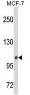 Inositol Polyphosphate-4-Phosphatase Type II B antibody, GTX80952, GeneTex, Western Blot image 