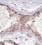 Ubinuclein 2 antibody, FNab09203, FineTest, Immunohistochemistry paraffin image 