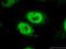 Putative RNA-binding protein 15 antibody, 10587-1-AP, Proteintech Group, Immunofluorescence image 