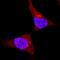 Ribosomal Protein S6 Kinase A5 antibody, AF2518, R&D Systems, Immunofluorescence image 