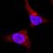 Ribosomal protein S6 kinase alpha-5 antibody, AF2518, R&D Systems, Immunofluorescence image 