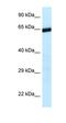 Uncharacterized protein C9orf102 homolog antibody, orb324644, Biorbyt, Western Blot image 