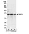 DEAH-Box Helicase 36 antibody, NB200-353, Novus Biologicals, Western Blot image 