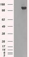 Mad3l antibody, CF500534, Origene, Western Blot image 