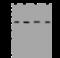 Eukaryotic Translation Initiation Factor 2B Subunit Gamma antibody, 200321-T40, Sino Biological, Western Blot image 