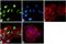 Histone Cluster 4 H4 antibody, 720105, Invitrogen Antibodies, Immunofluorescence image 