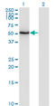 Zinc Finger And SCAN Domain Containing 21 antibody, LS-C198466, Lifespan Biosciences, Western Blot image 
