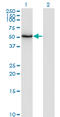 Zinc finger and SCAN domain-containing protein 21 antibody, LS-C198466, Lifespan Biosciences, Western Blot image 