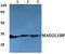 MAD2L1 Binding Protein antibody, A06825-1, Boster Biological Technology, Western Blot image 