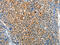 Serpin Family F Member 2 antibody, CSB-PA294574, Cusabio, Immunohistochemistry paraffin image 