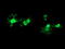 Leukocyte Receptor Cluster Member 1 antibody, LS-C173075, Lifespan Biosciences, Immunofluorescence image 