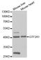 General Transcription Factor IIA Subunit 1 antibody, LS-C333994, Lifespan Biosciences, Western Blot image 