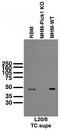 Protein Interacting With PRKCA 1 antibody, 73-040, Antibodies Incorporated, Western Blot image 